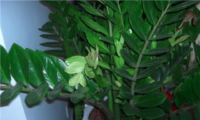 金钱树风水摆放什么位置旺财（金钱树放在客厅哪个位置最旺财）