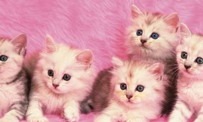 养猫会破坏财运吗（公司养猫风水好不好）