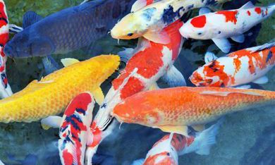 71年属猪养什么样的猫（属猪的养什么花旺财运）