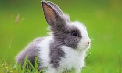 男孩属兔的婚配属相（婚配属相表大全）