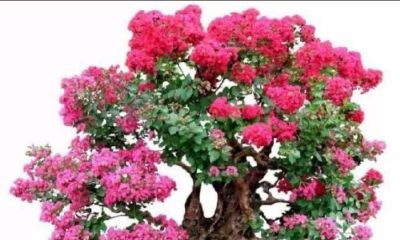 紫微花树桩盆景（金牛座的性感特点）