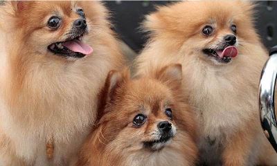 小狗起名大全霸气（夫妻两人属鸡相配吗）