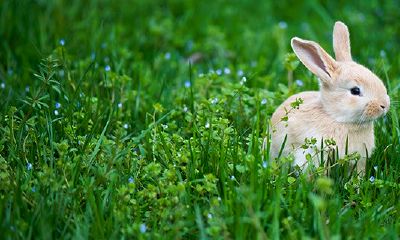今日数字运势（12生肖每日运势天天看）