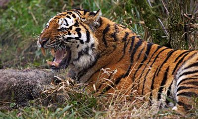 旺财是正宗的长白山吊睛白额虎（2023年属兔的全年运势及每月运程）