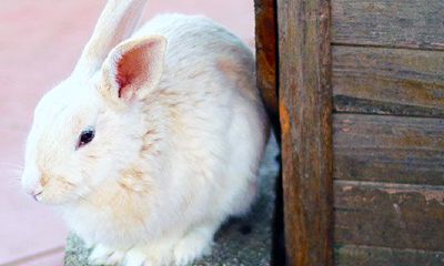 47岁属什么生肖兔（兔女和什么属相最配对）