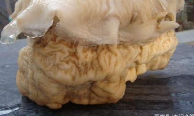 经典传奇太岁之谜降临（经典传奇太岁）