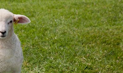 男属羊喜欢什么脸型女人（怎么挽回属羊的男人）