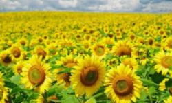 属龙00年男最佳婚配（属龙哪日出生是上等之命）