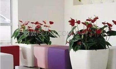 办公桌放什么绿植招财（办公室摆放什么植物招财）