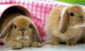 属兔九岁那年出生（属兔10岁是哪一年出生的）