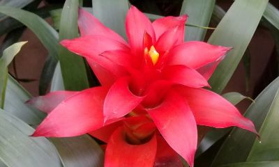 店内摆什么花招财（卧室摆什么花好招财）