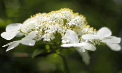 双鱼座突然不回信息（双鱼座女生不回微信）