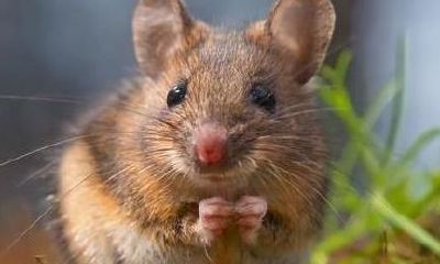 属鼠农历7月21出生好不好（属狗的几月出生最好）