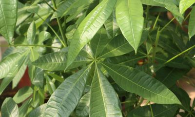 招财树如何养才能生根（招财树有几种）