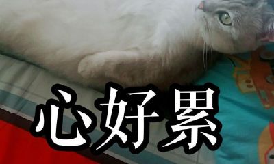 水瓶座男和摩羯女谈恋爱（摩羯男和水瓶女在一起会怎样）