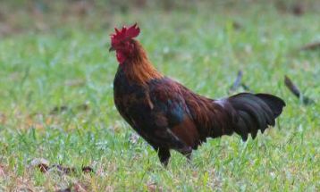 1957年属鸡的人的寿命（2023年1957年属鸡男性运势）