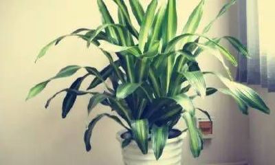 适合客厅摆放的植物风水（家庭客厅花卉摆放风水）