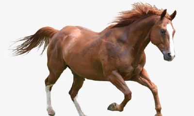 1930年属相属什么（1964年属什么生肖）