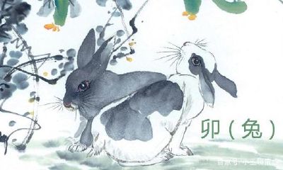 属兔人情商高吗（属兔的人性格怎么样）