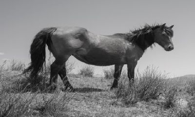 属马的贵人是什么属什么相（属马的几月出生最命苦）