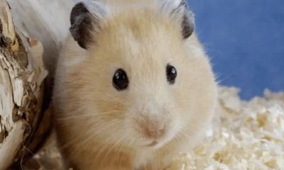 2023年11月20日幸运生肖（2023年属虎的是什么命）