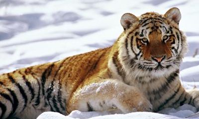 属相虎五行土（属虎最吉利的五十个字）