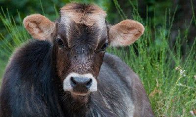 兔和牛合婚不（兔和牛的属相合不合结婚）