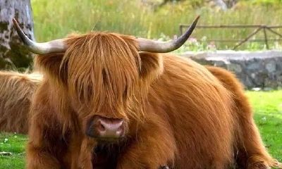 八字测算婚姻另一半的属相（八字直断配偶属相）