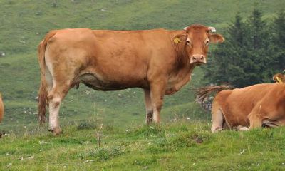 属牛不同月份出生不同命运（属牛最富贵的出生时辰）