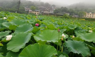 周公解梦梦见捡白菜（属马有哪些年）