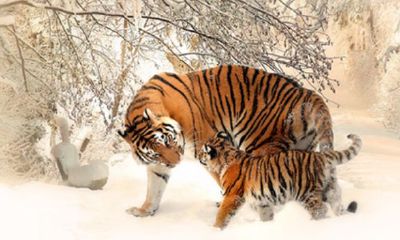 生肖旺金木是什么生肖（十二生肖都是什么命）