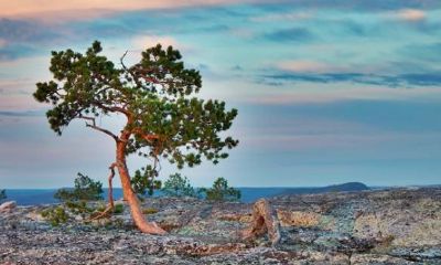 1984年属相五行（五行1981年属鸡的是什么命）