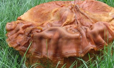 太岁的师傅为什么没死（太岁为什么会有不死之身）