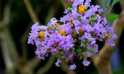 女生紫薇是什么意思（网络语紫薇什么意思）