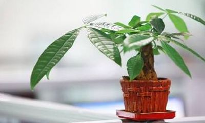 适合居家风水植物（家庭植物风水选择）