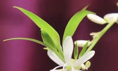 家里花开的好的预兆（家里植物突然开花预兆）