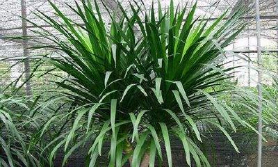 属龙的养龙须树到底好不好（家里最旺财的十种花）