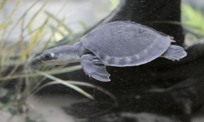 金钱招财龟属于水生吗（招财手花什么样子）