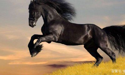 属马人不能合作的属相（属马的适合和属什么的人一起合作）