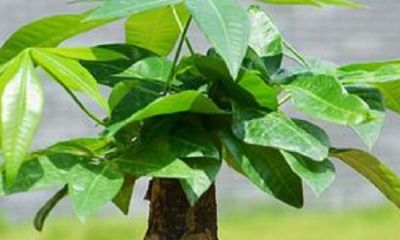 招财手植物怎么浇水（招财手植物怎么扦插）