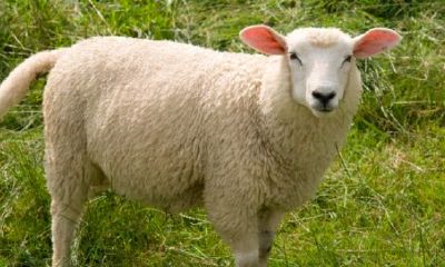 91年属羊女2023年的运势（属蛇人2023年的运势如何）