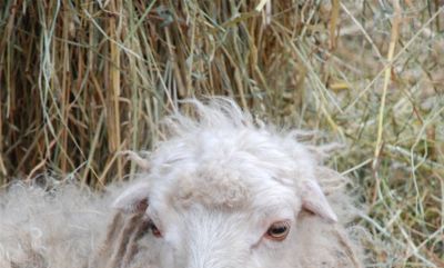 91男羊96女鼠婚配合适吗（91年属羊男与属鼠女）