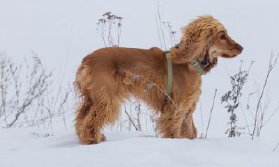 属狗人楼房应该怎么选楼层（属狗选房什么楼层合适）