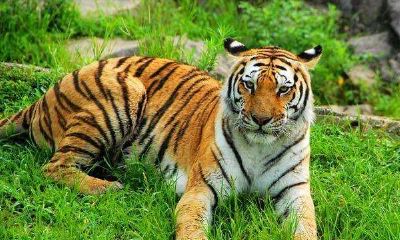 属蛇的男人性格和脾气是怎么样的（属蛇的男人感情弱点）