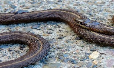 我梦见黑色蛇什么预兆（周公解梦梦到黑色的蛇是什么意思）