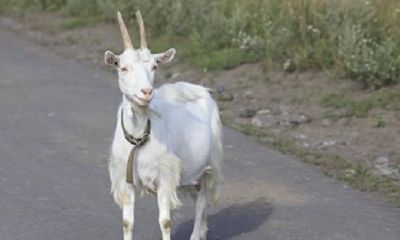 属狗的人哪些年犯太岁（属狗的人和哪些属相不合）