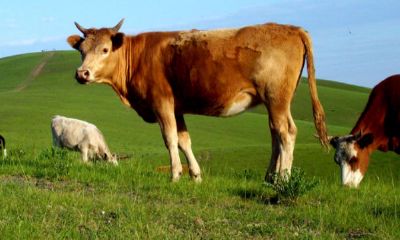属牛生于10月的人的性格（属牛性格特点及脾气）