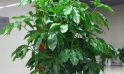 招财树怎样修剪才能长的更茂盛（招财树如何剪枝更茂盛）