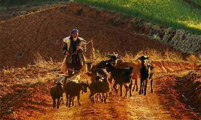 民间为什么说属鸡的人不好（为什么说不能嫁属鸡男）
