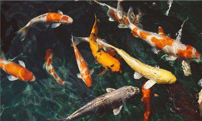 梦见什么会带来好运（摩羯座的守护星座是什么星）